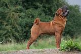 SHAR-PEI 877